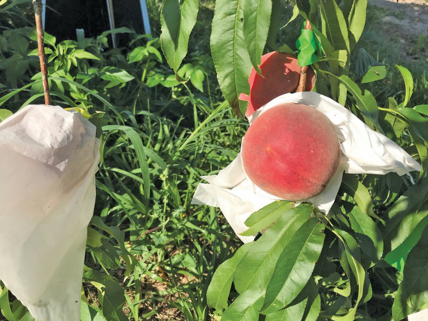 This picture shows a peach as well as a peach covered by a bag during a research experiment.